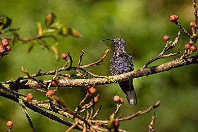 《黑神话：悟空》Epic版新更新 集成DLSS 4.0等